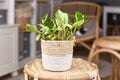 Exotic `Epipremnum Aureum Manjula` pothos houseplant