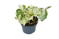 Exotic \'Epipremnum Aureum Manjula\' pothos houseplant in flower pot