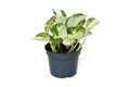 Exotic \'Epipremnum Aureum Manjula\' pothos houseplant in flower pot