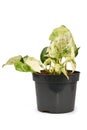 Exotic `Epipremnum Aureum Manjula` pothos houseplant in flower pot on white background