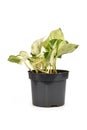 Exotic `Epipremnum Aureum Manjula` pothos houseplant in flower pot on white background