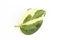 Exotic \'Epipremnum Aureum N\'Joy\' pothos leaf on a white isolated background Royalty Free Stock Photo