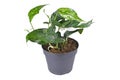 Exotic `Epipremnum Pinnatum Variegata` houseplant with narrow leaves with white patches in flower pot