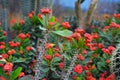 Euphorbia Milii Crown Of Thorns succulent plant with long spiked stem and red blooming flowers