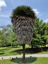 Exotic Fan Palm Tree With Textured Foliage Royalty Free Stock Photo