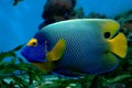 Exotic fish Royalty Free Stock Photo