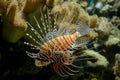 Exotic fish Royalty Free Stock Photo