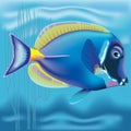 Exotic fish: Acanthurus