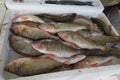 Exotic fish from Adriatic sea