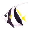 Exotic fish - bannerfish. Watercolor