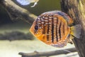 Exotic fish discus orange blue stripes swims in the aquarium on the background corals