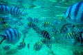 Exotic fish, El Nido Philippines Royalty Free Stock Photo