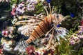 Exotic fish lionfish on the sea bed or the aquarium