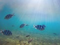 Exotic fish Sergeant in shallow water under sunlight. Underwater photo with coral fishes colony.