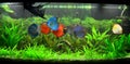 Exotic fish tank - amazonian aquarium Royalty Free Stock Photo