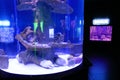 Exotic fish tank aquarium in Antalya, Turkey Royalty Free Stock Photo