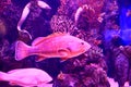 Exotic fish tank aquarium in Antalya, Turkey Royalty Free Stock Photo