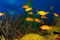 Exotic fishes Royalty Free Stock Photo