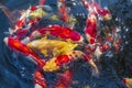 Exotic fishes swimming in Oyashiki park inner lake Royalty Free Stock Photo