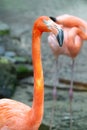 exotic flamingo bird outdoor. image of flamingo bird in nature. flamingo bird in wildlife.