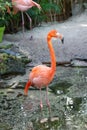 exotic flamingo bird outside. photo of flamingo bird in nature. flamingo bird in wildlife.