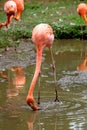 Exotic flamingo birds looking for food