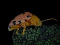 Exotic flea beetle of Podontia quatuordecimpunctata Royalty Free Stock Photo