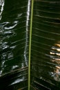 Exotic flora. Tropical green leaf. Close up. Royalty Free Stock Photo