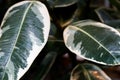 Exotic flora. Tropical green leaf. Close up. Royalty Free Stock Photo