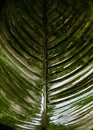 Exotic flora. Tropical palm green leaf. Close up. Royalty Free Stock Photo
