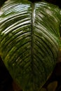 Exotic flora. Tropical palm green leaf. Close up. Royalty Free Stock Photo