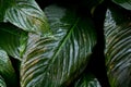 Exotic flora. Tropical palm green leaf. Close up. Royalty Free Stock Photo