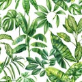 Exotic floral pattern. tropical green plant in summer print. Watercolor tropical palm leaves, jungle seamless pattern