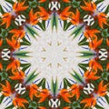 Exotic flower abstract pattern kaleidoscope