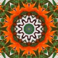 Exotic flower abstract pattern kaleidoscope