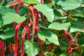 Exotic flower Acalypha hispida also called `red cat`s tail` showing parts of the bigger plant
