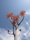 Exotic flower from Almeria desert