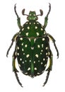 Exotic flower beetle Protaetia niveoguttata from Laos