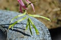 Details of exotic bromeliad flower Billbergia nutans