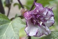 Exotic flower bud Datura