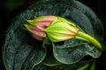 Exotic flower bud Royalty Free Stock Photo