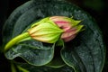 Exotic flower bud Royalty Free Stock Photo