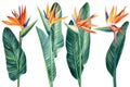 Exotic flower, palm leaves. Watercolor set with bird of Paradise tropical flowers on white background. Floral design. Royalty Free Stock Photo