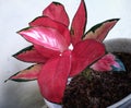 Exotic flower with red leaves Aglaonema