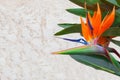 Exotic flower strelitzia on a stone background