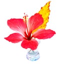 Exotic flower in the vase Royalty Free Stock Photo