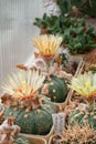 Exotic flowering cacti in the greenhouse. Collection of various cactus and succulent plants.