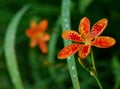 Exotic flowers