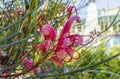 Red Banks` grevillea flowers in a garden.