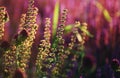 Exotic flowers Bistort Mountain Fleece or Persicaria Amplexicaulis